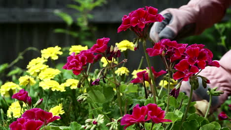 Gärtnerhände-Mit-Handschuhen,-Die-Trockene-Blätter-Von-Roten-Geranien-Und-Gelben-Ringelblumenpflanzen-Entfernen,-Die-Im-Garten-In-Ohio-Blühen---Nahaufnahme