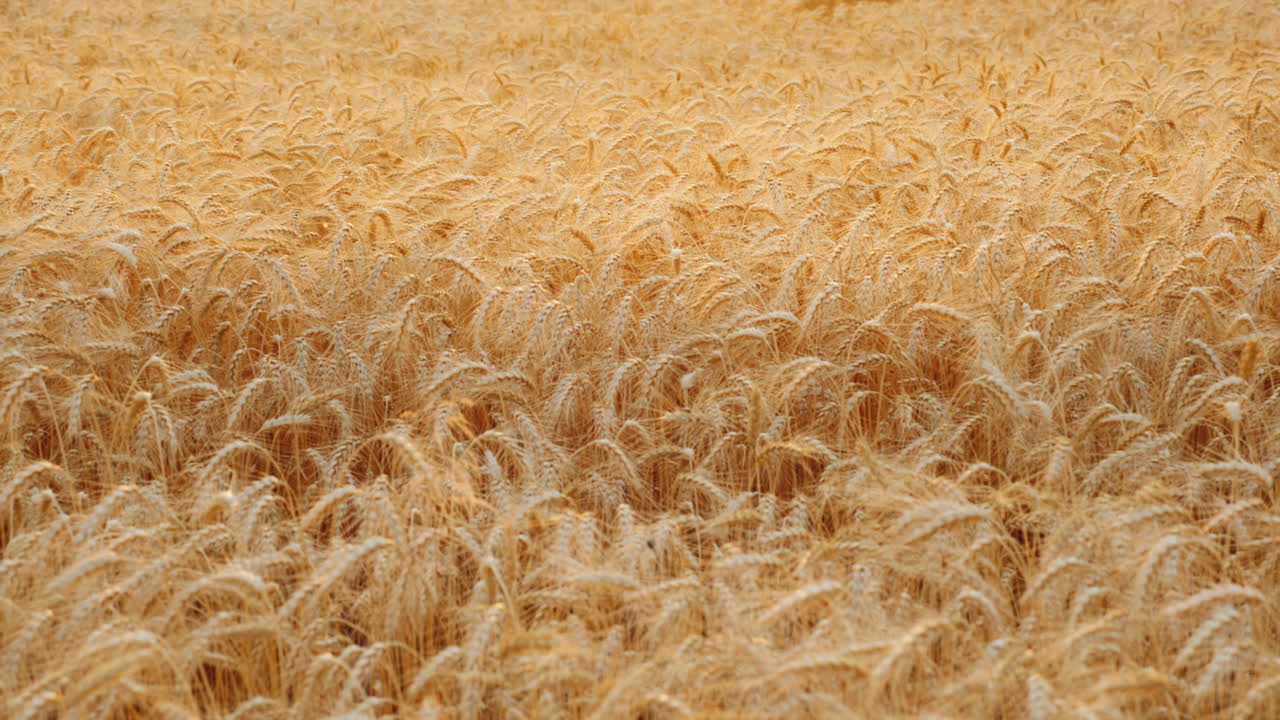 espigas de trigo se balancean en el viento en el campo listo para cosechar