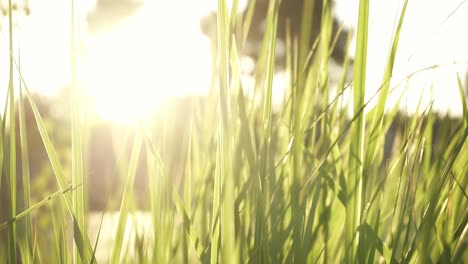 Grünes-Gras,-Das-Vom-Wind-Auf-Der-Wiese-Unter-Sonnenstrahlen-In-Zeitlupe-Bewegt-Wird