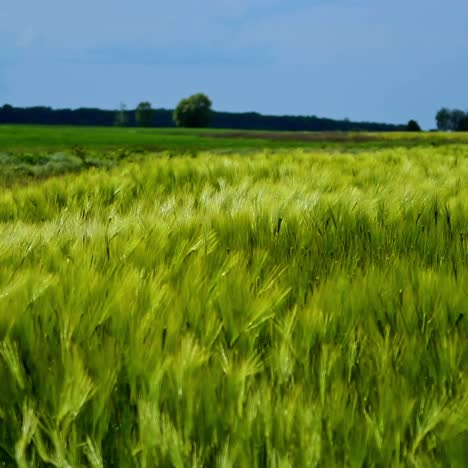 agricultural plants on field. green nature in the countryside. beautiful landscape of growing plants.the wind swaying green spikelets.