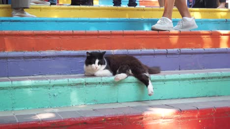 black and white cat relaxing on colorful stairs with people passing by