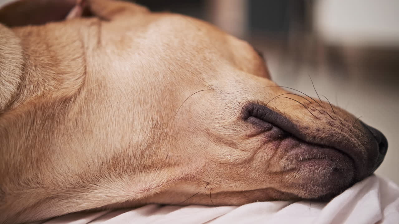 lysebrun husholdningshund, der sover fredeligt på et hvidt tæppe om aftenen - tæt på