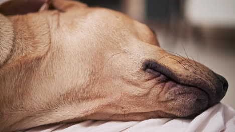 light brown domestic dog sleeping peacefully on white blanket in the evening - close up