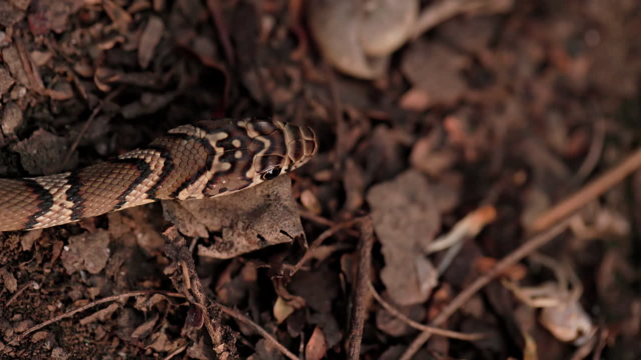 Primo piano della testa di serpente Kukri comune dall'alto, che mostra occhi grandi e marcature uniche sulle squame