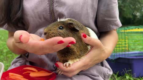 woman feeding a guinea pig carrots outdoors