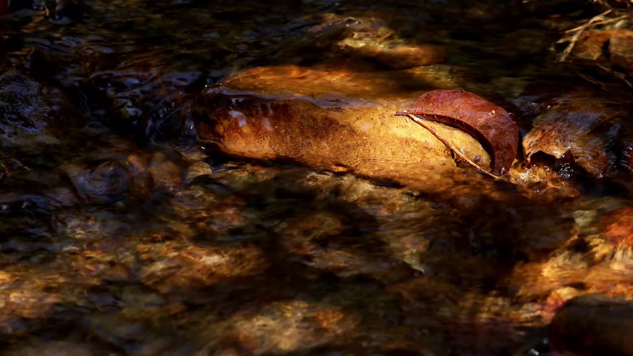 Un pacifico video in tempo reale che mostra la luce solare brillante che cade dolcemente su un limpido ruscello di montagna d'acqua dolce che scorre durante la stagione invernale nell'Himachal Pradesh, India.