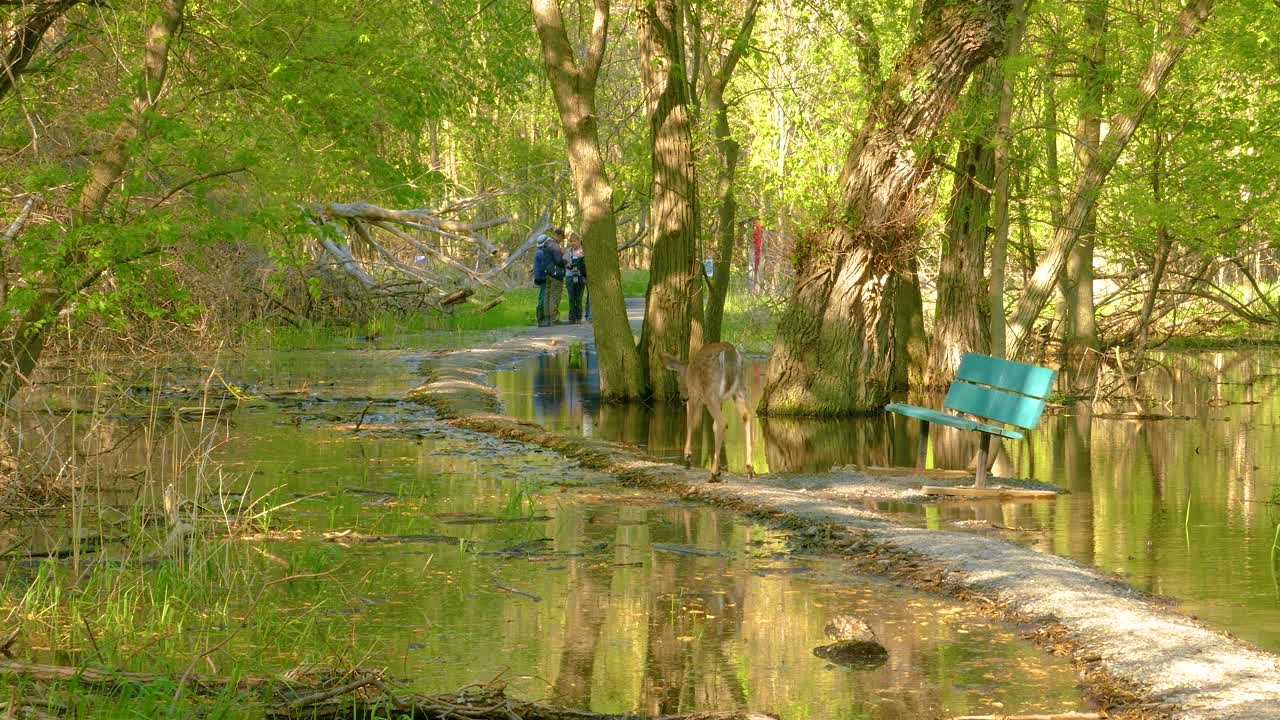 Deer on Flooded Trail in Spring Forest