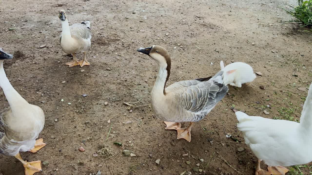A group of geese with brown feathers and white geese eating near rabbits in a village farm