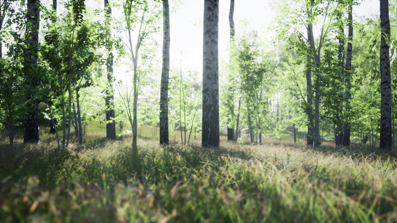 빛이 비치는 숲길