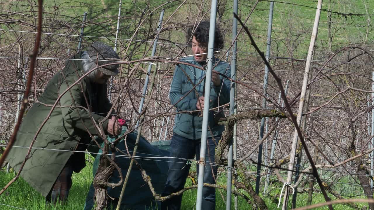 Two resilient women farmers prune grapevines uphill in a lush organic vineyard near Castell’Arquato, trimming branches during late winter with care and strength, captured in slow motion