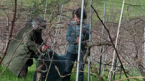 two resilient women farmers prune grapevines uphill in a lush organic vineyard near castell’arquato, trimming branches during late winter with care and strength, captured in slow motion