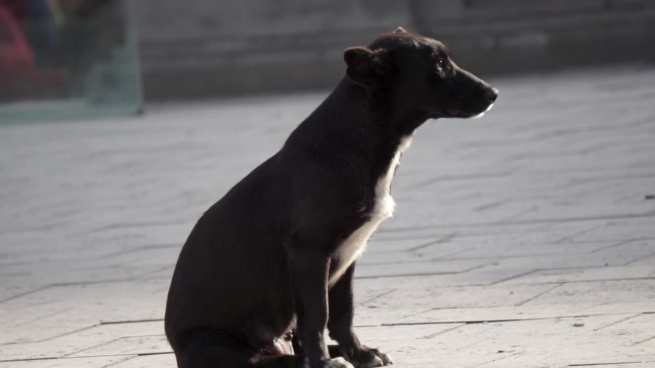 Dog sitting on concrete in the sun yawning