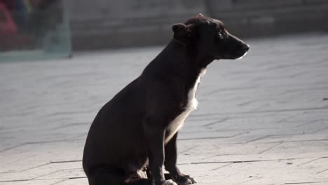dog sitting on concrete in the sun yawning