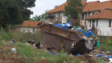 Una-Cigüeña-Marabú,-Cuervos-De-Cuello-Blanco-Y-Buitres-Recogiendo-Basura-En-Un-Gran-Basurero-En-Un-Entorno-Urbano-Africano