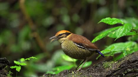 un hermoso pájaro de colores llamado javan banded pitta está comiendo en una rama húmeda