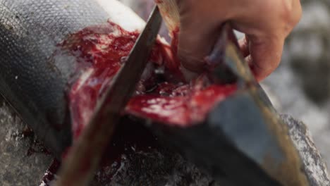 cutting, cleaning, and gutting a wild salmon with a knife