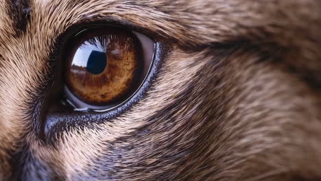 close-up of a feline eye and surrounding fur