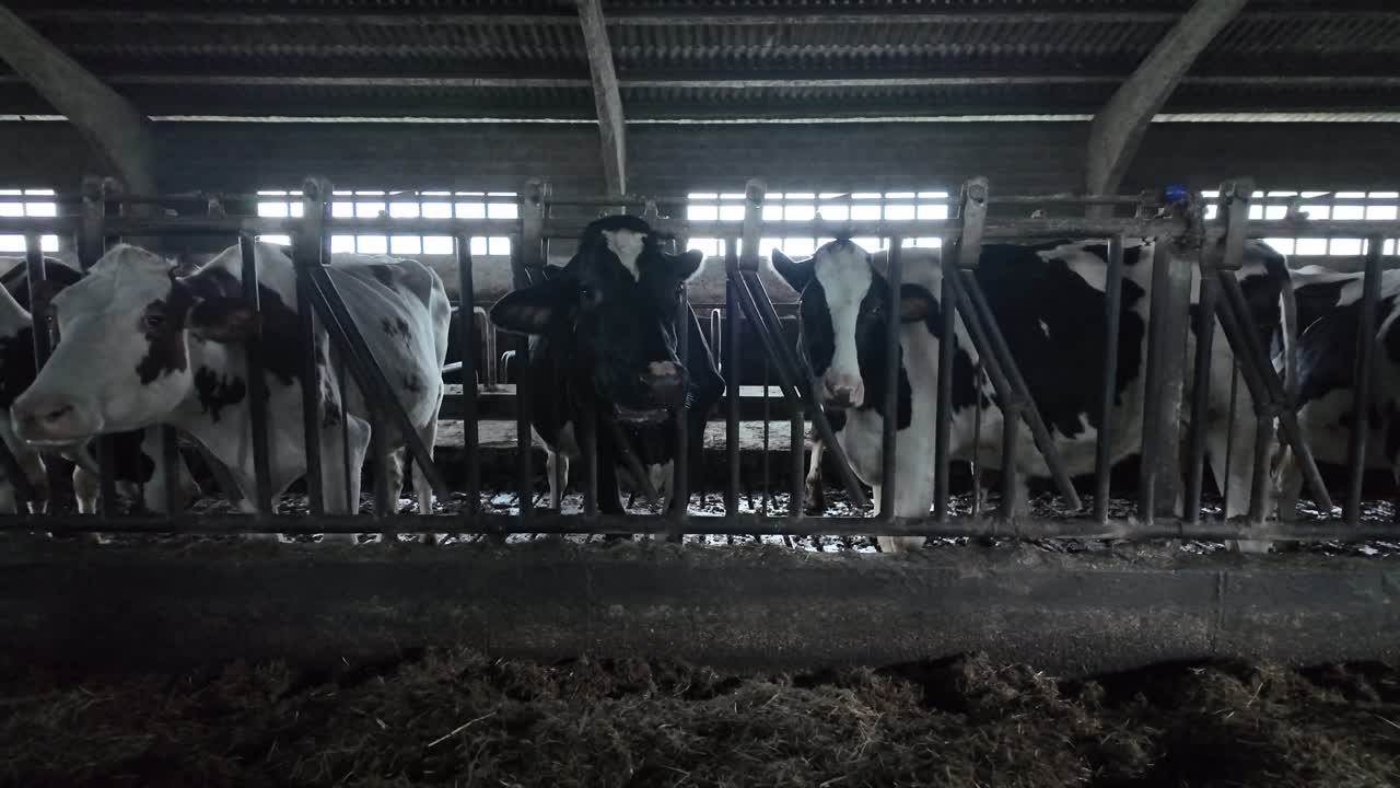 Slow motion capture of cattle chewing straw during winter feeding inside a barn