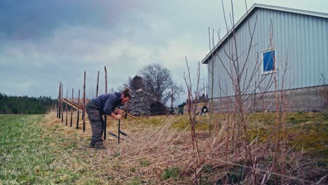 man building traditional norwegian fence (skigard) - wide shot