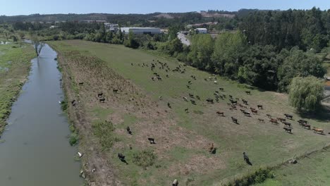 cows grazing on pasture, landscape rural scene beautiful sunny day