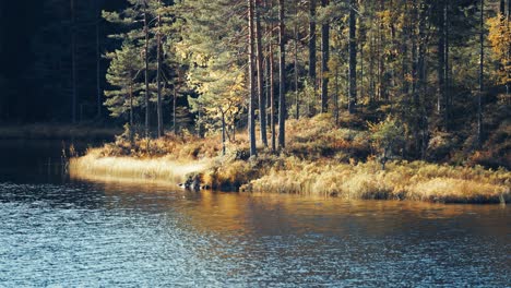 A-small-island-on-a-lake-with-tall-pine-trees-and-withered-grass