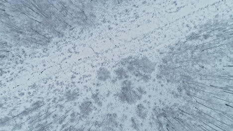 toma aérea de arriba hacia abajo de un paisaje salvaje y majestuoso con abetos completamente cubiertos de nieve fresca