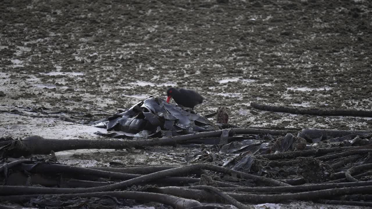 un cazador de ostras rojas buscando las algas secas que se esparcen por la costa del océano durante la marea baja