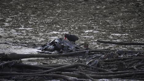 red bill oyster catcher searching the dried up kelp that scatters the ocean shoreline during low tide