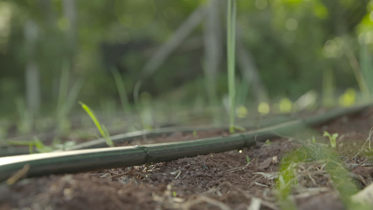 Water irrigation system dripping small droplets onto the soil.