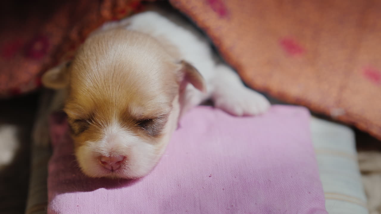 갓 태어난 귀여운 강아지가 침대에서 잔다