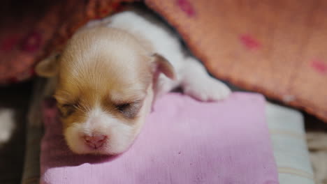 lindo cachorro recién nacido duerme en su cama