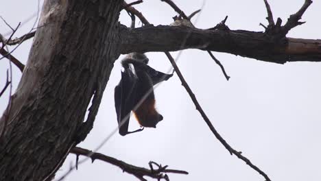 Bat-Hanging-Upside-Down-From-Tree-During-The-Daytime-Australia-Gippsland-Victoria-Maffra-Close-Up