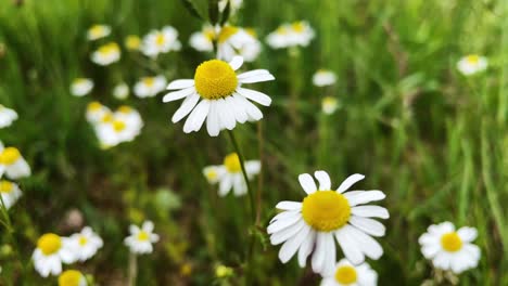 Naturaleza-Cerca-De-Flores-De-Manzanilla-Blancas-Amarillas-En-El-Borde-De-Un-Campo-Verde-Que-Sopla-En-El-Viento