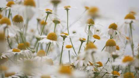 Primer-Plano-De-Flores-Blancas-Con-Un-Gran-Centro-Amarillo,-Flores-De-Margarita-Balanceándose-En-El-Viento,-Flores-De-La-Familia-Asteraceae,-Belleza-De-La-Naturaleza,-Enfoque-Selectivo