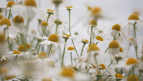 primer plano de flores blancas con un gran centro amarillo, flores de margarita meciéndose en el viento, flores de la familia asteraceae, belleza de la naturaleza, enfoque selectivo