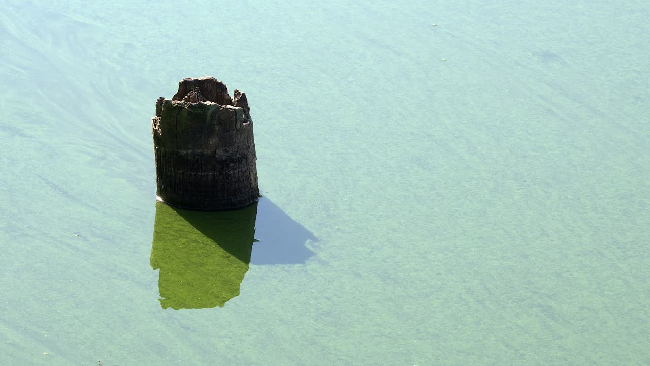 Algae bloom in northern lake water flows past dead head log, close-up
