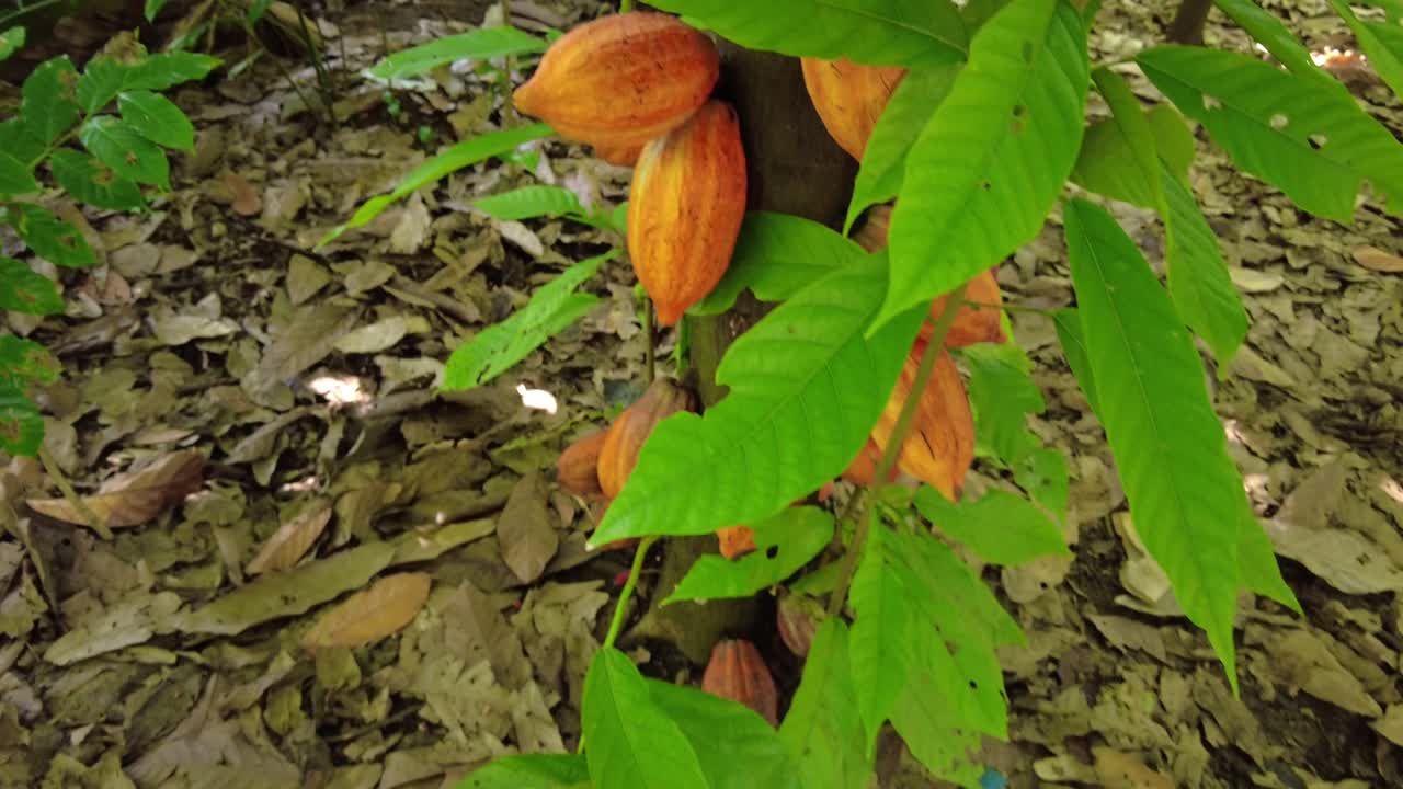 POV de un árbol de cacao cargado de vainas de cacao en una casa humilde rodeada de hojas secas; una fruta especial en Venezuela