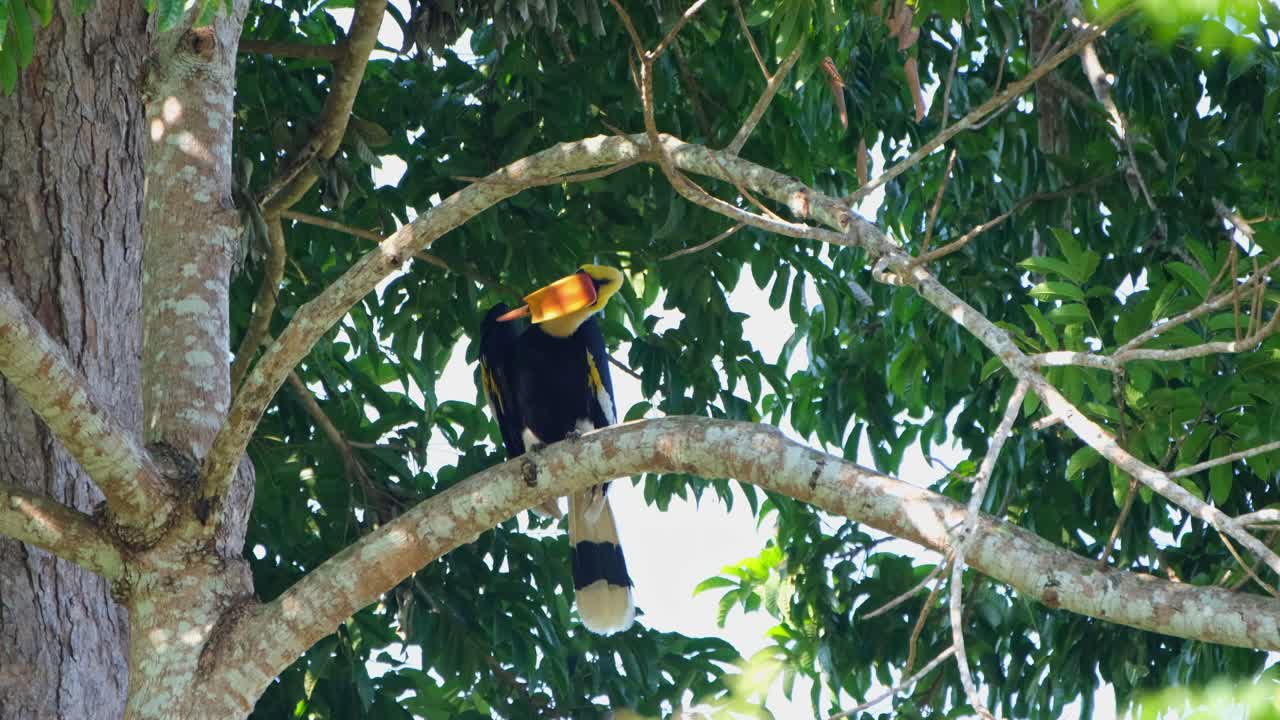 Great Hornbill Buceros bicornis perched on a branch relaxing then starts preening its left wing, Khao Yai National Park, Thailand