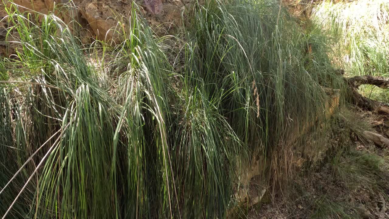 ampelodesmos mauritanicus, una hierba perenne resistente con tallos decumbentes o erguidos, pertenece a la familia de las poáceas