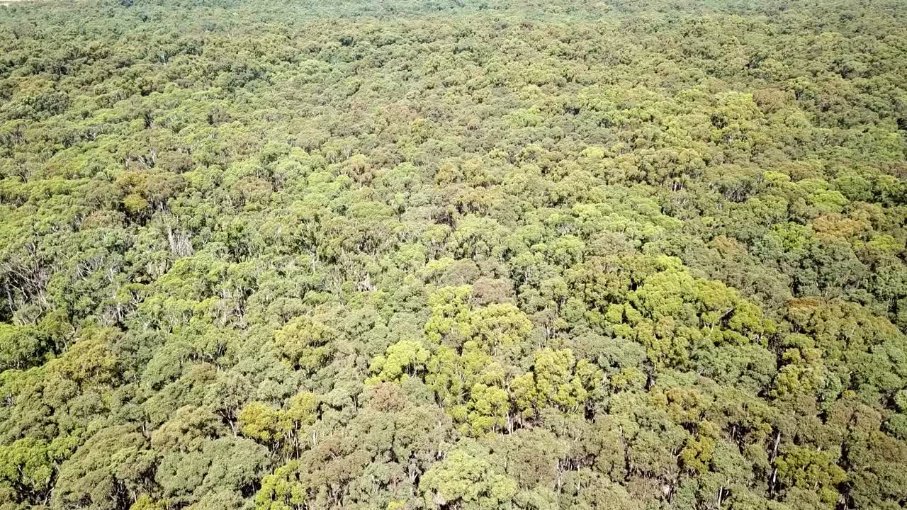 imágenes de drones sobre un bosque de eucaliptos cerca de trentham, victoria central, australia, enero de 2019