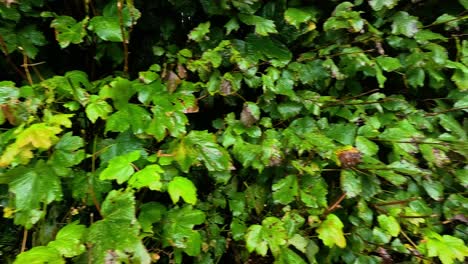 vibrant leaves in a dense, natural setting