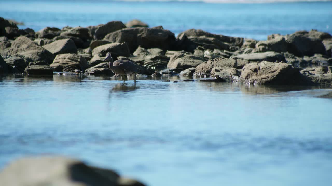 Cherish the endearing moment as a baby Karuhiruhi finishes its meal with innocence and grace, a heartwarming display of nature's wonders and the young bird's journey