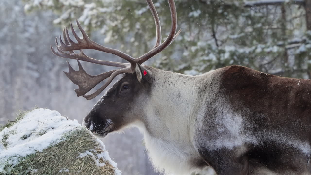 A bull woodland caribou, featuring grand antlers, delicately grazes through Canada’s harsh winter snow. This close-up view reveals the species’ enduring spirit in cold terrain.