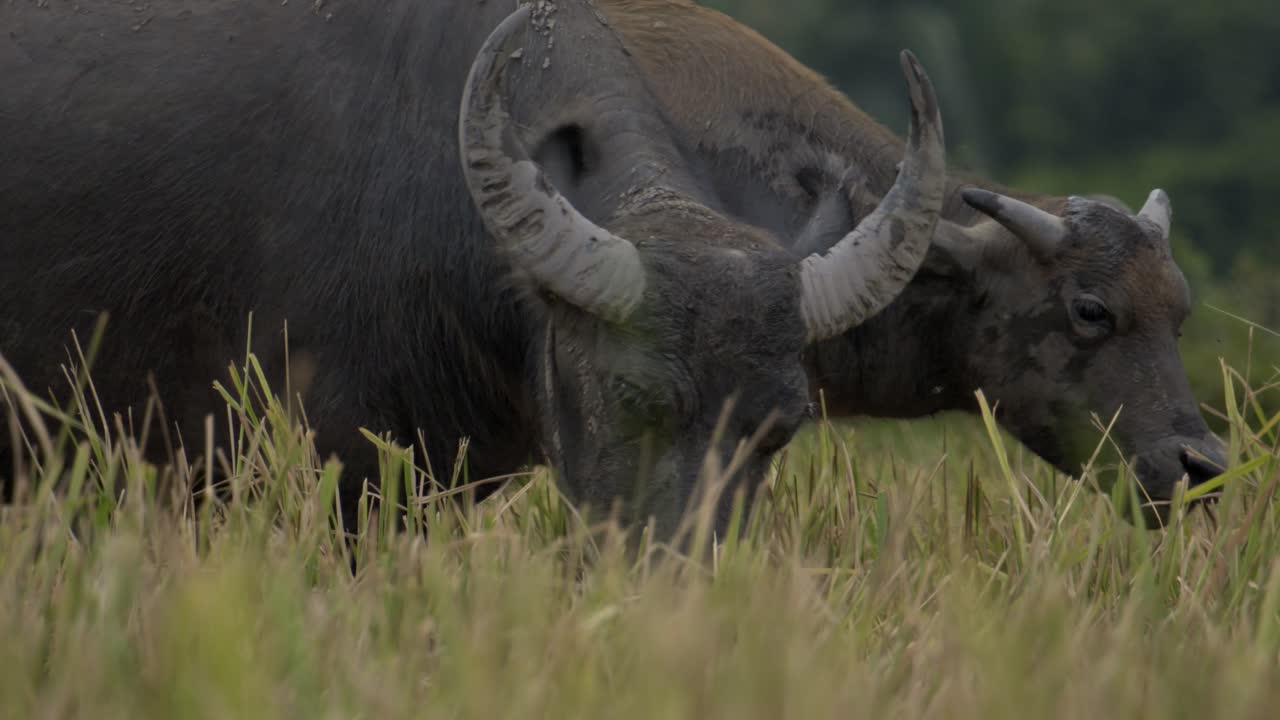 dos búfalos de agua pastando en un campo exuberante en tam coc, vietnam, una escena rural pacífica