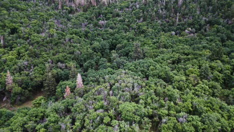 Vista-Aérea-Del-Bosque,-Un-Testimonio-De-La-Magnificencia-Pura-Y-Virgen-De-La-Naturaleza