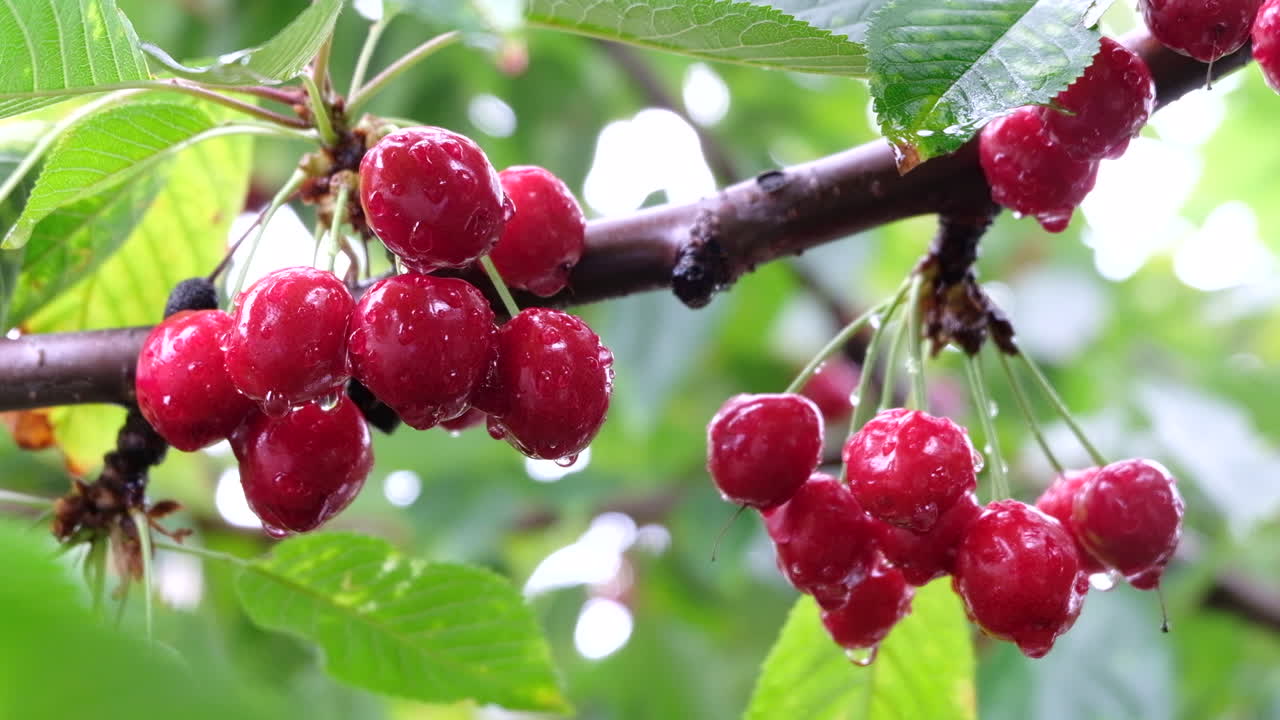 Close up of wet red cherries ripe on the tree in sunlight