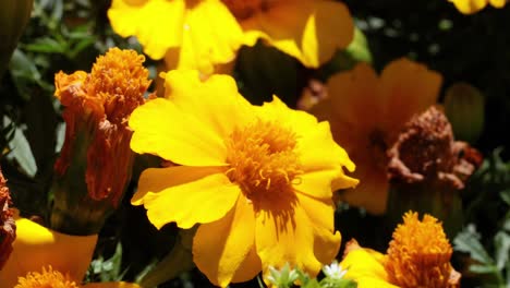 bee collecting nectar from yellow marigold flowers