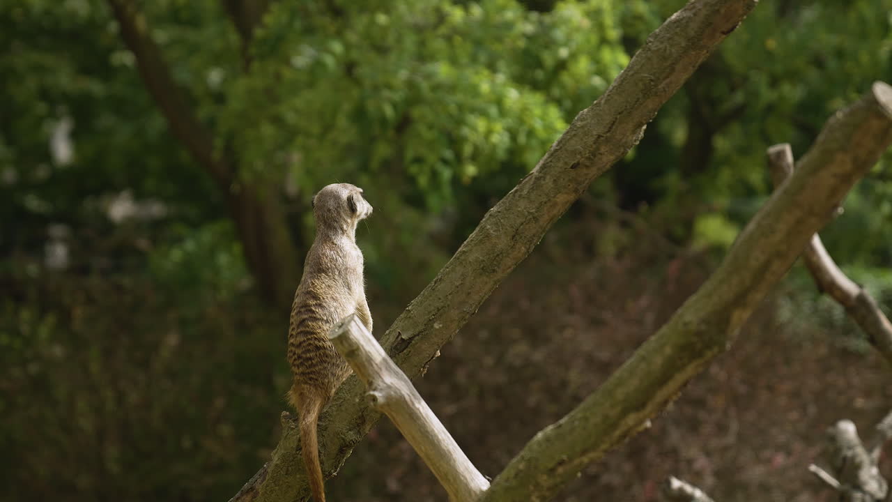 suricata sentada y mirando a su alrededor en la naturaleza, enfoque selectivo