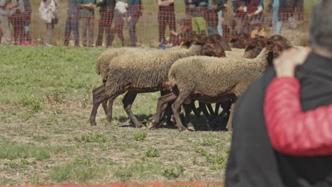 shepherds lead sheep to start in sheepdog show