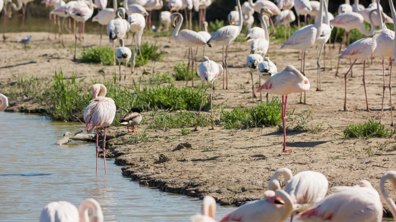 플라밍고 timelapse0